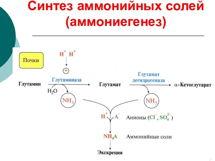 Синтез аммонийных солей (аммониегенез)