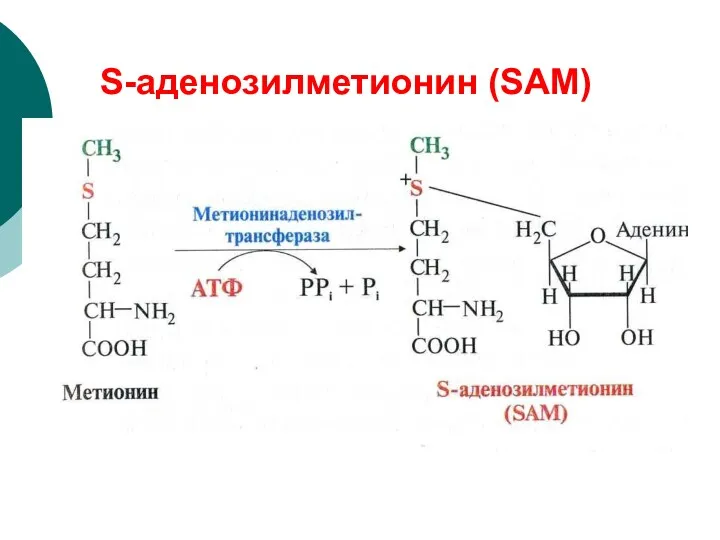 S-аденозилметионин (SAМ)