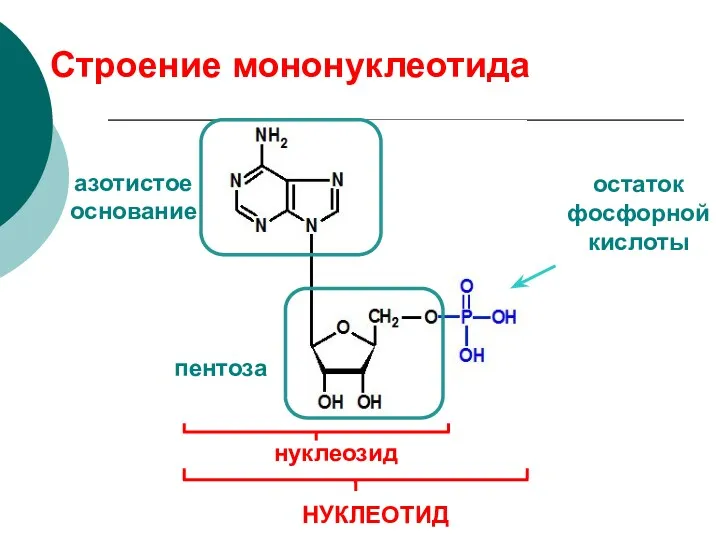 Строение мононуклеотида азотистое основание пентоза остаток фосфорной кислоты нуклеозид НУКЛЕОТИД
