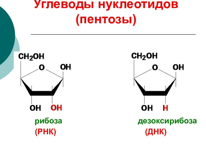 Углеводы нуклеотидов (пентозы) (РНК) (ДНК) рибоза дезоксирибоза