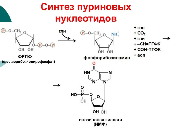 (фосфорибозиопирофосфат) Синтез пуриновых нуклеотидов