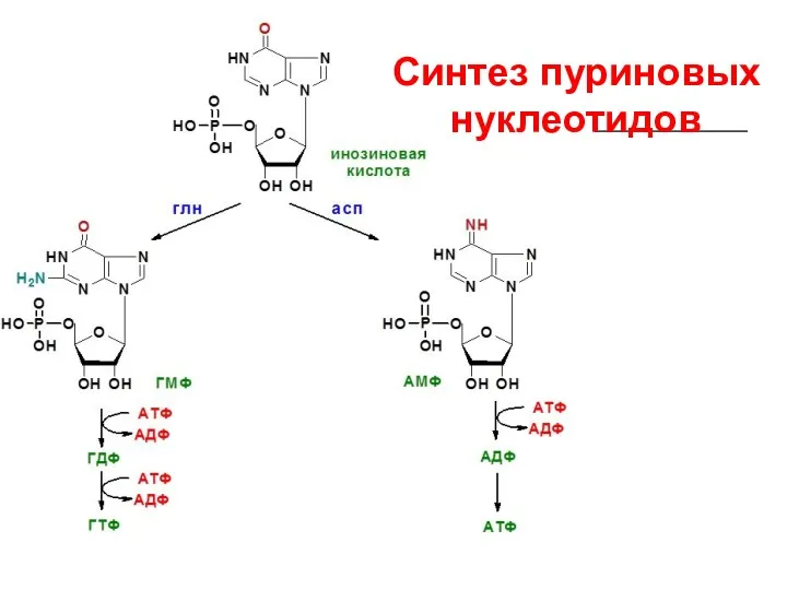 Синтез пуриновых нуклеотидов