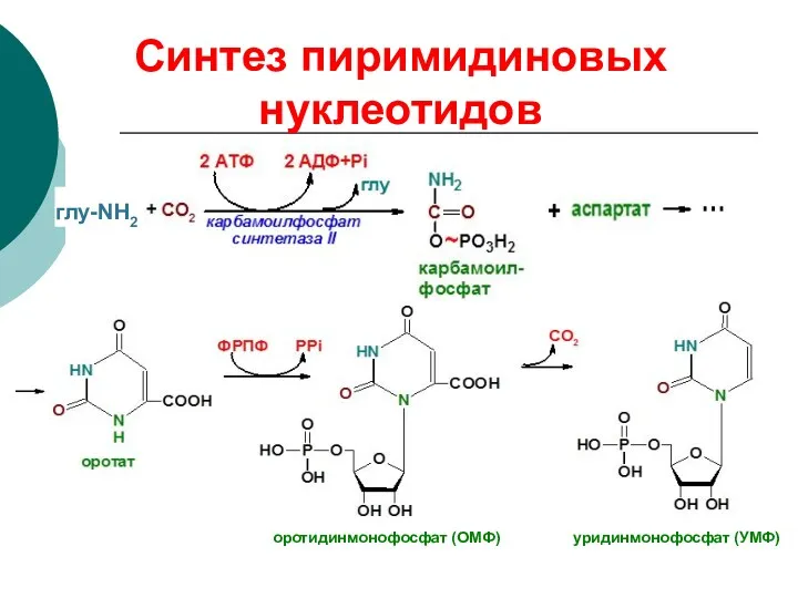 Синтез пиримидиновых нуклеотидов глу-NH2 оротидинмонофосфат (ОМФ) уридинмонофосфат (УМФ)