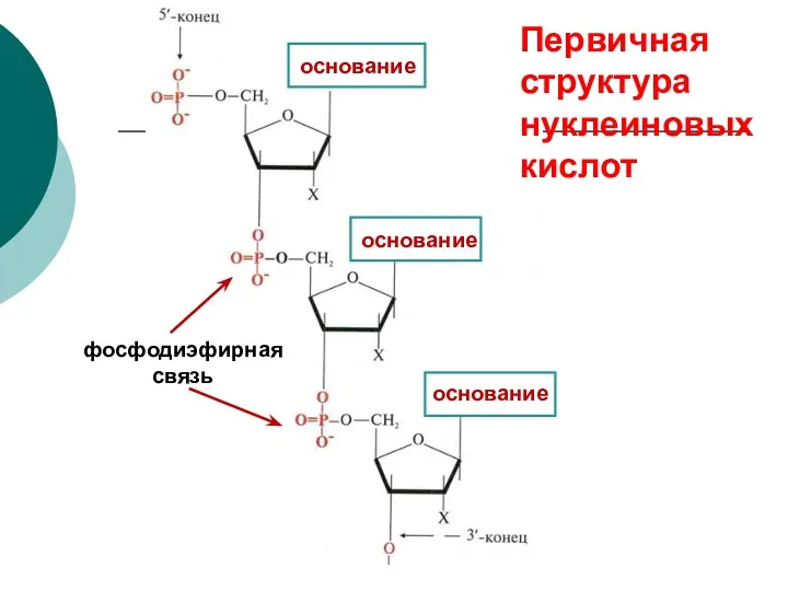 основание фосфодиэфирная связь Первичная структура нуклеиновых кислот основание основание