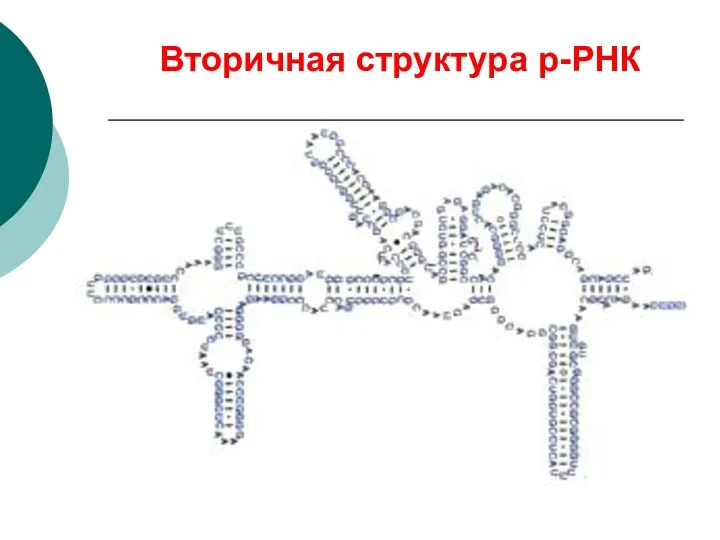Вторичная структура р-РНК