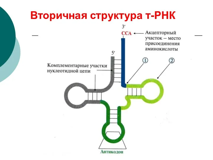 Вторичная структура т-РНК