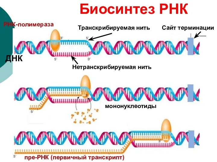 Транскрибируемая нить Нетранскрибируемая нить РНК-полимераза ДНК пре-РНК (первичный транскрипт) Биосинтез РНК мононуклеотиды Сайт терминации