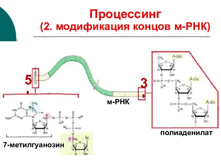 м-РНК 7-метилгуанозин полиаденилат 5' 3' Процессинг (2. модификация концов м-РНК)