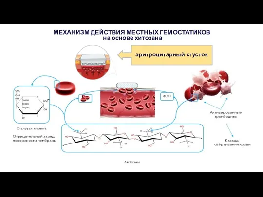 МЕХАНИЗМ ДЕЙСТВИЯ МЕСТНЫХ ГЕМОСТАТИКОВ на основе хитозана эритроцитарный сгусток