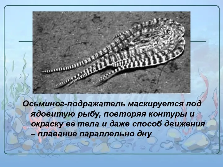 Осьминог-подражатель маскируется под ядовитую рыбу, повторяя контуры и окраску ее