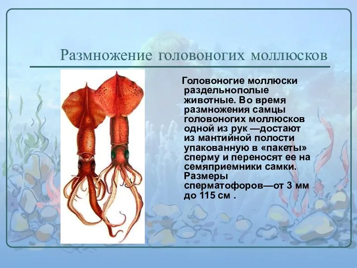 Размножение головоногих моллюсков Головоногие моллюски раздельнополые животные. Во время размножения