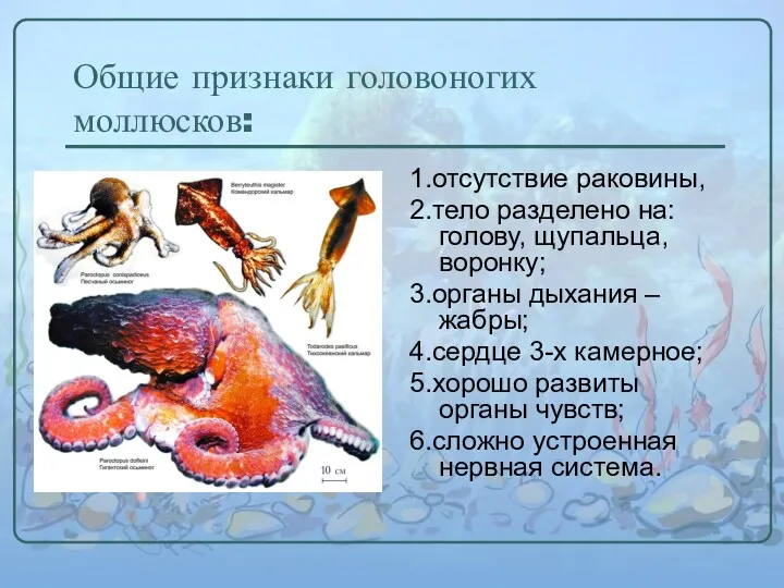 Общие признаки головоногих моллюсков: 1.отсутствие раковины, 2.тело разделено на: голову,