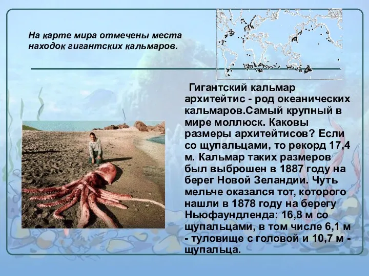 Гигантский кальмар архитейтис - род океанических кальмаров.Самый крупный в мире