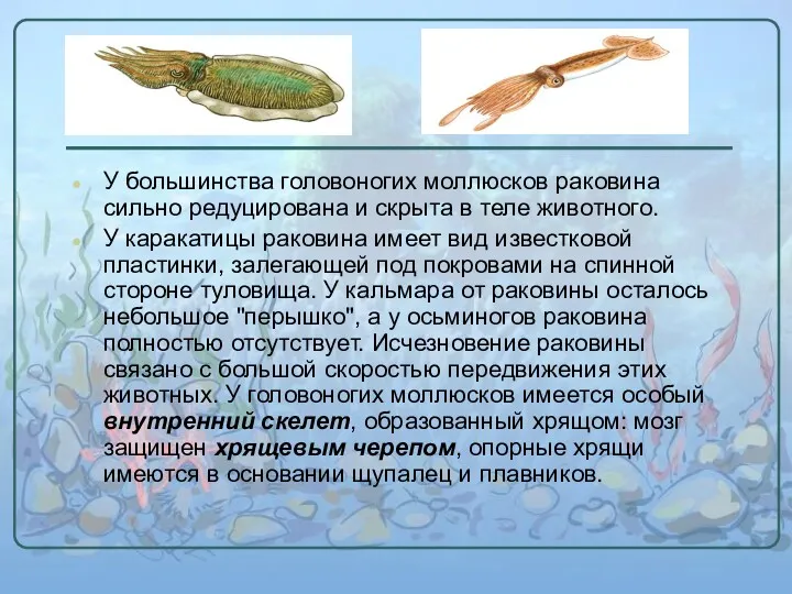 У большинства головоногих моллюсков раковина сильно редуцирована и скрыта в