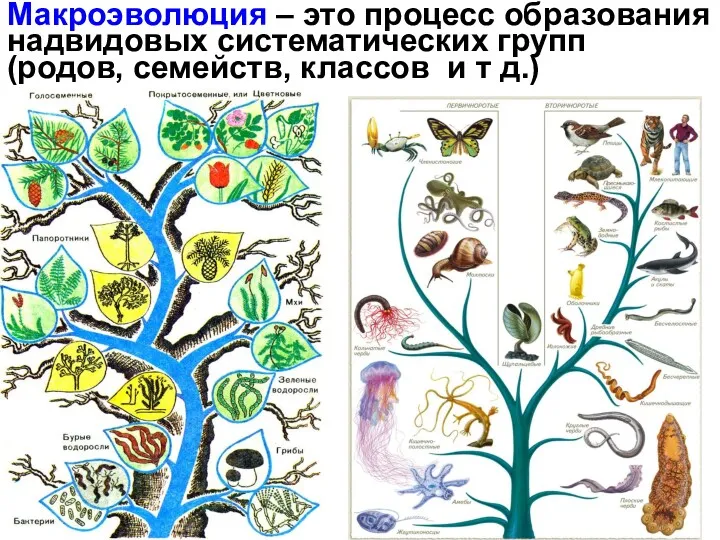 Макроэволюция – это процесс образования надвидовых систематических групп (родов, семейств, классов и т д.)