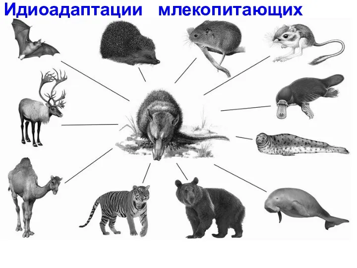 Идиоадаптации млекопитающих