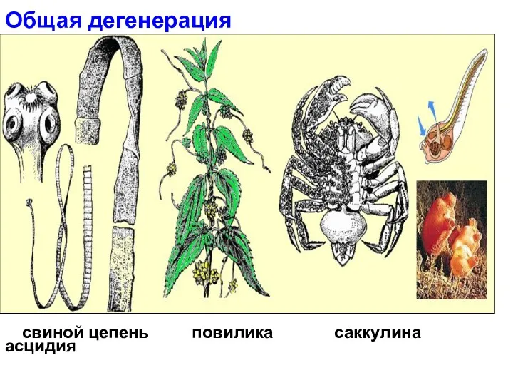 Общая дегенерация свиной цепень повилика саккулина асцидия