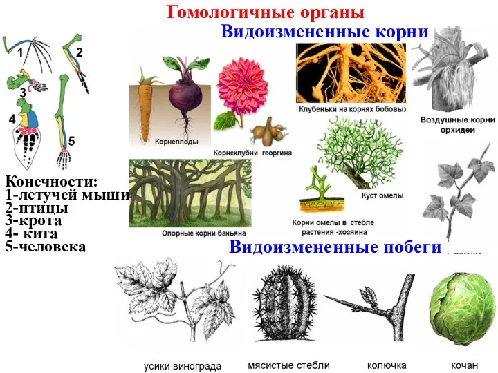 Гомологичные органы Конечности: 1-летучей мыши 2-птицы 3-крота 4- кита 5-человека Видоизмененные корни Видоизмененные побеги