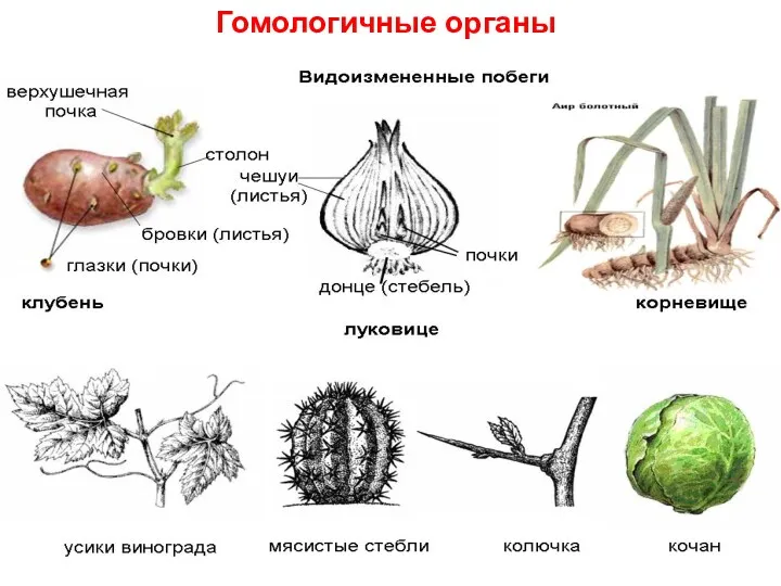 Гомологичные органы