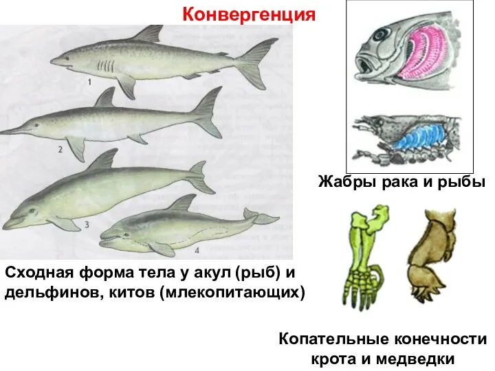 Конвергенция Сходная форма тела у акул (рыб) и дельфинов, китов