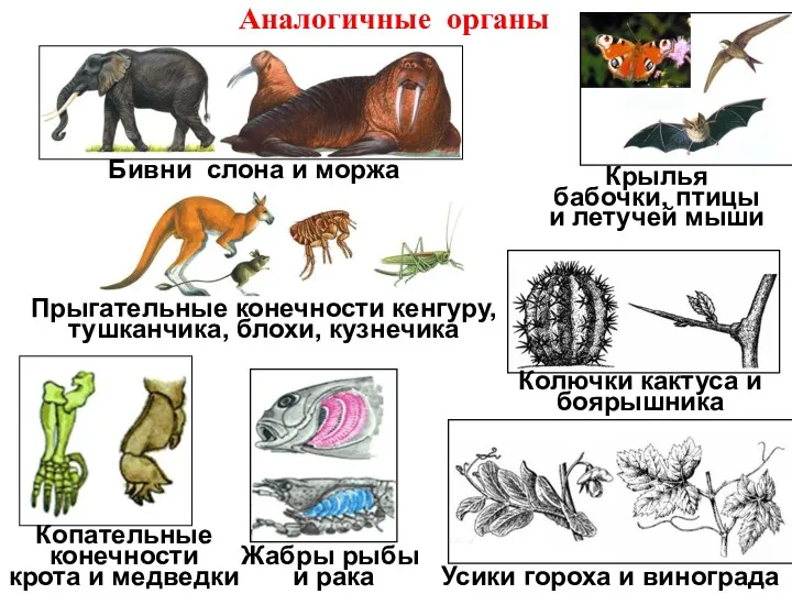 Аналогичные органы Жабры рыбы и рака Копательные конечности крота и