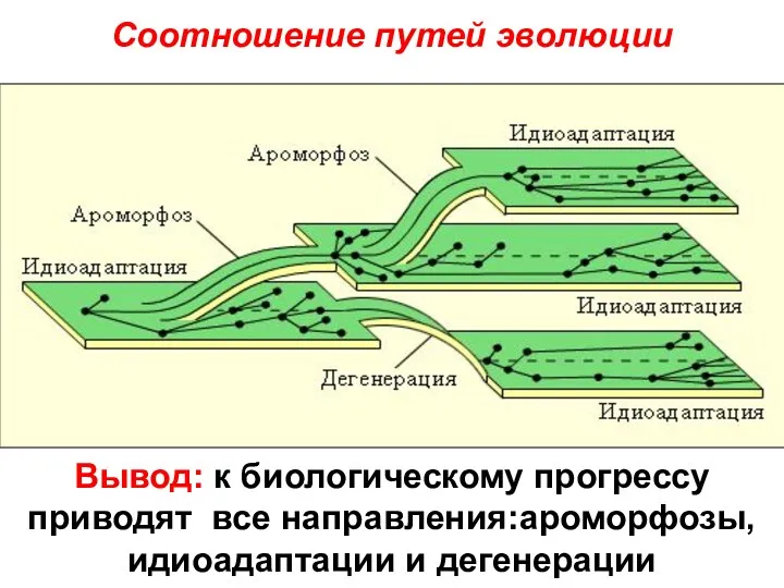 Вывод: к биологическому прогрессу приводят все направления:ароморфозы, идиоадаптации и дегенерации Соотношение путей эволюции