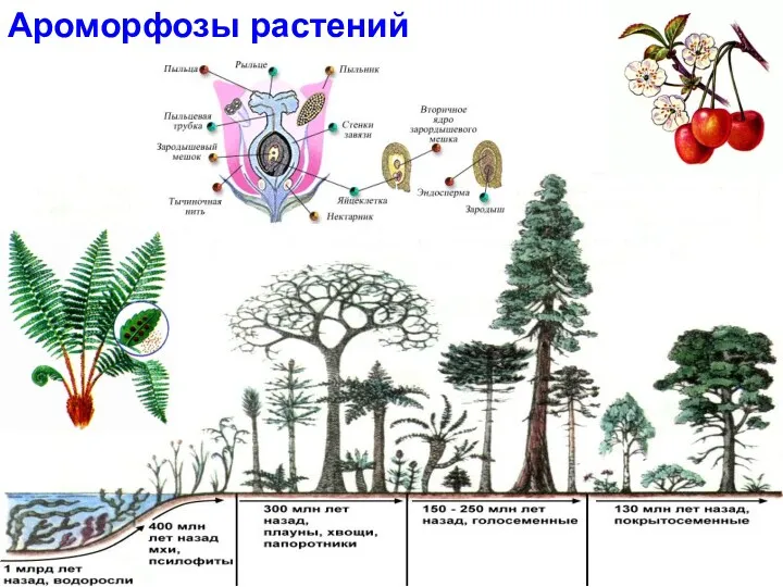 Ароморфозы растений