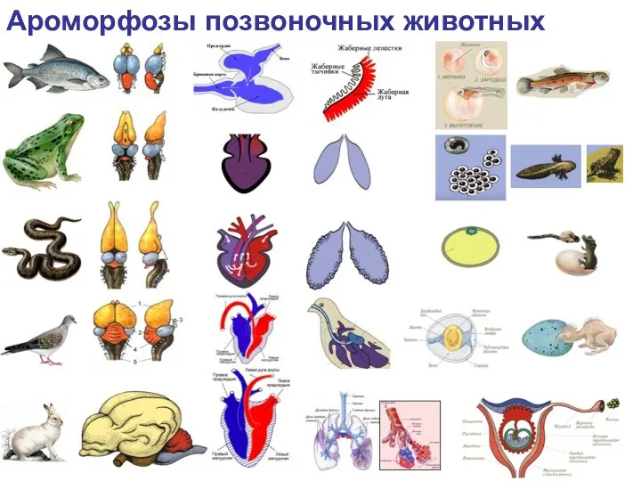 Ароморфозы позвоночных животных