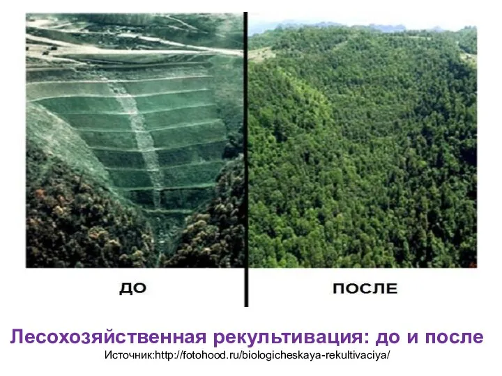 Лесохозяйственная рекультивация: до и после Источник:http://fotohood.ru/biologicheskaya-rekultivaciya/