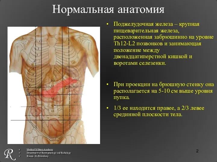 Нормальная анатомия Поджелудочная железа – крупная пищеварительная железа, расположенная забрюшинно на уровне Th12-L2