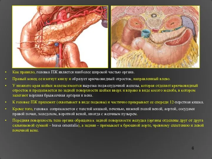Как правило, головка ПЖ является наиболее широкой частью органа. Правый конец ее изогнут