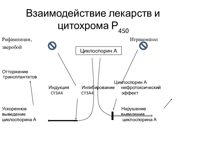 Взаимодействие лекарств и цитохрома Р450 Рифампицин, Итраконазол зверобой Отторжение трансплантатов