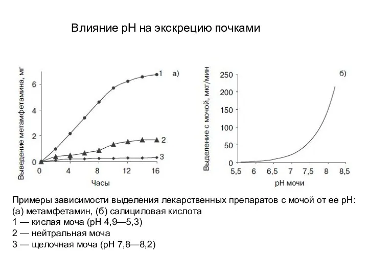 Влияние рН на экскрецию почками Примеры зависимости выделения лекарственных препаратов