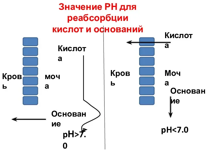 Значение РН для реабсорбции кислот и оснований Кислота Кислота Кровь