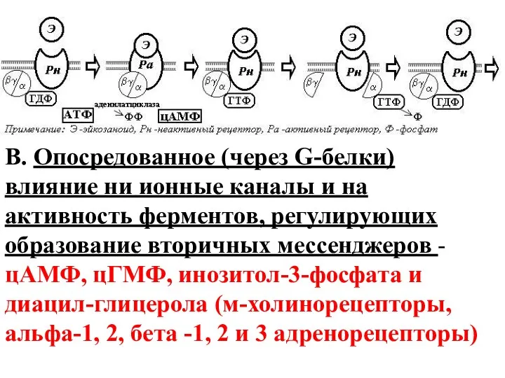 В. Опосредованное (через G-белки) влияние ни ионные каналы и на