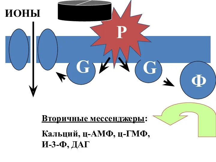 Р Вторичные мессенджеры: Кальций, ц-АМФ, ц-ГМФ, И-3-Ф, ДАГ Ф G G ИОНЫ