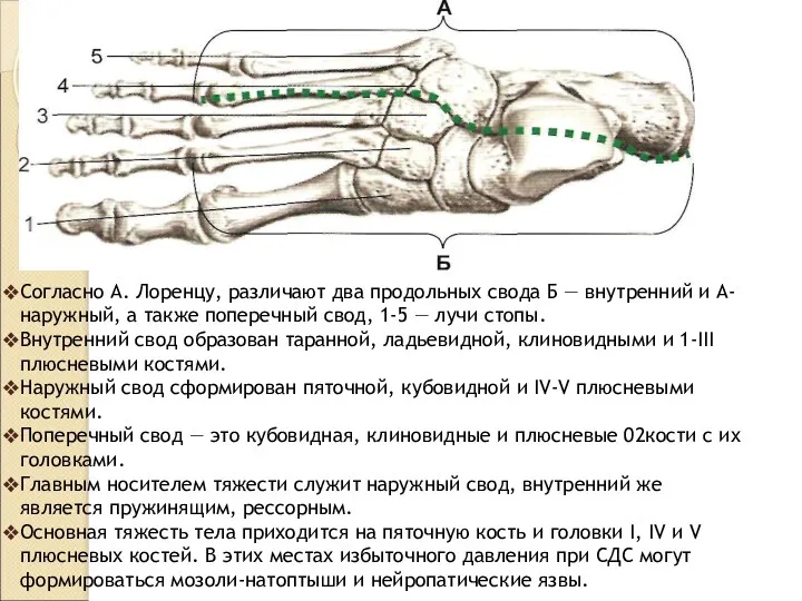 Согласно А. Лоренцу, различают два продольных свода Б — внутренний и А- наружный,