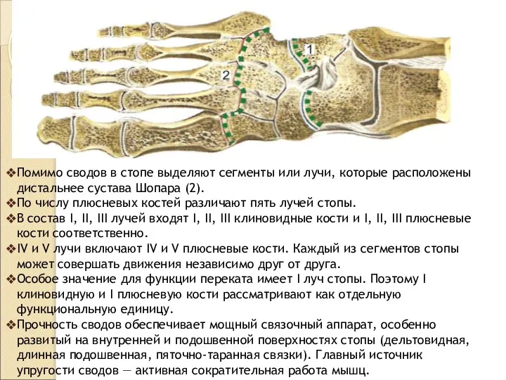Помимо сводов в стопе выделяют сегменты или лучи, которые расположены дистальнее сустава Шопара