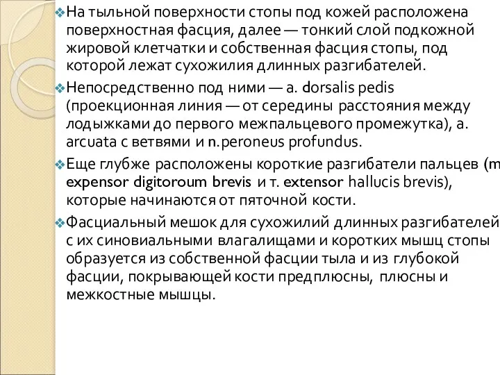 На тыльной поверхности стопы под кожей расположена поверхностная фасция, далее — тонкий слой