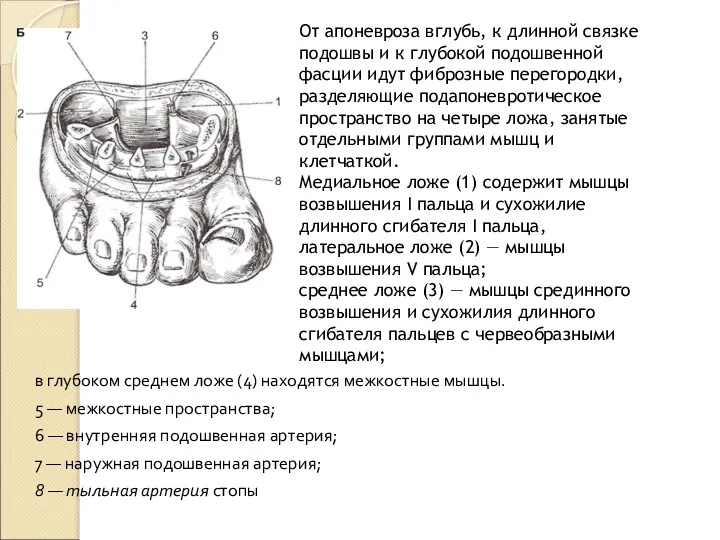 в глубоком среднем ложе (4) находятся межкостные мышцы. 5 — межкостные пространства; 6