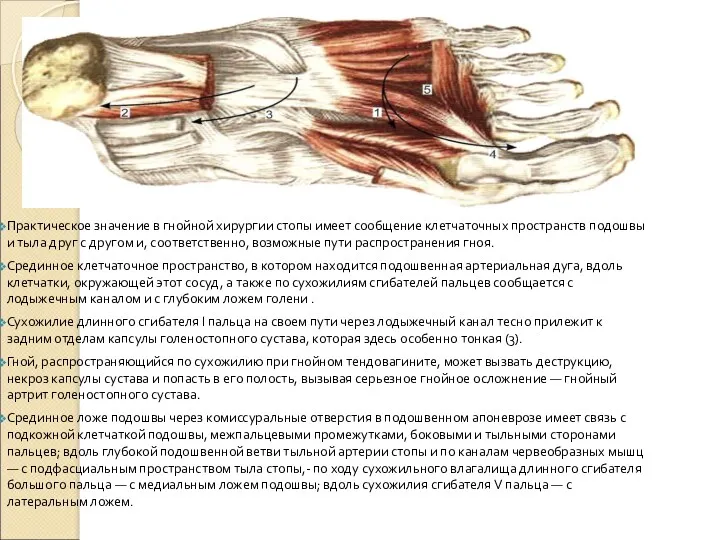 Практическое значение в гнойной хирургии стопы имеет сообщение клетчаточных пространств подошвы и тыла
