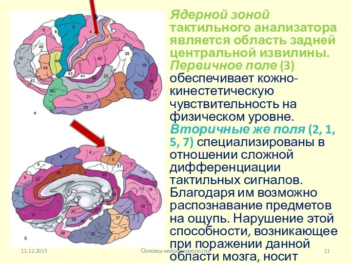 Ядерной зоной тактильного анализатора является область задней центральной извилины. Первичное поле (3) обеспечивает