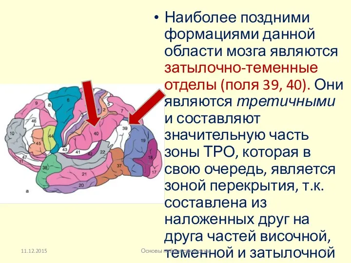 Наиболее поздними формациями данной области мозга являются затылочно-теменные отделы (поля 39, 40). Они
