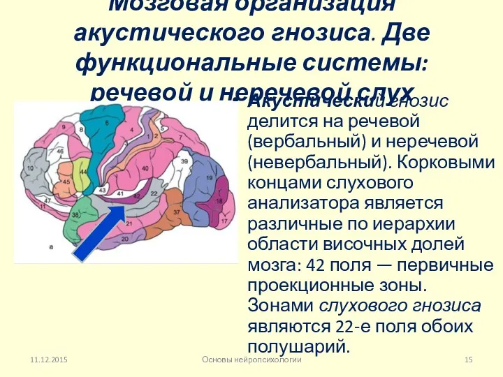 Мозговая организация акустического гнозиса. Две функциональные системы: речевой и неречевой