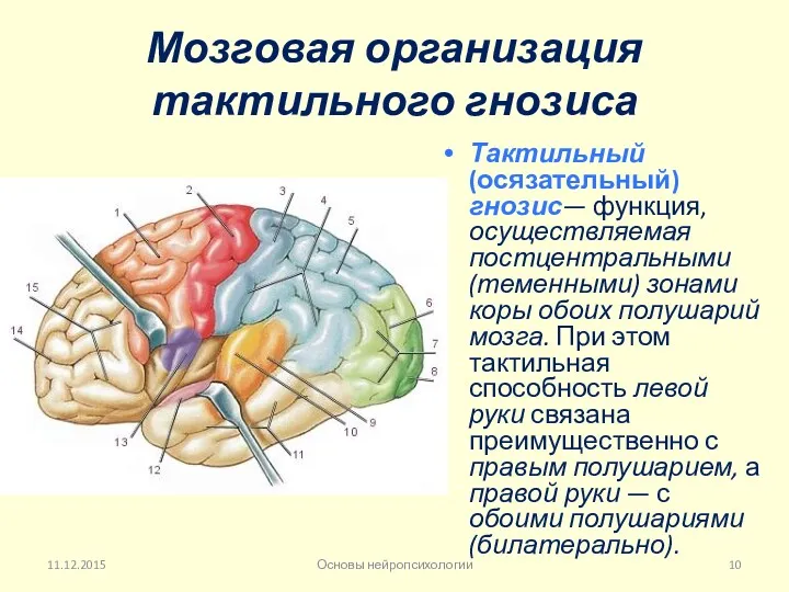 Мозговая организация тактильного гнозиса Тактильный (осязательный) гнозис— функция, осуществляемая постцентральными (теменными) зонами коры