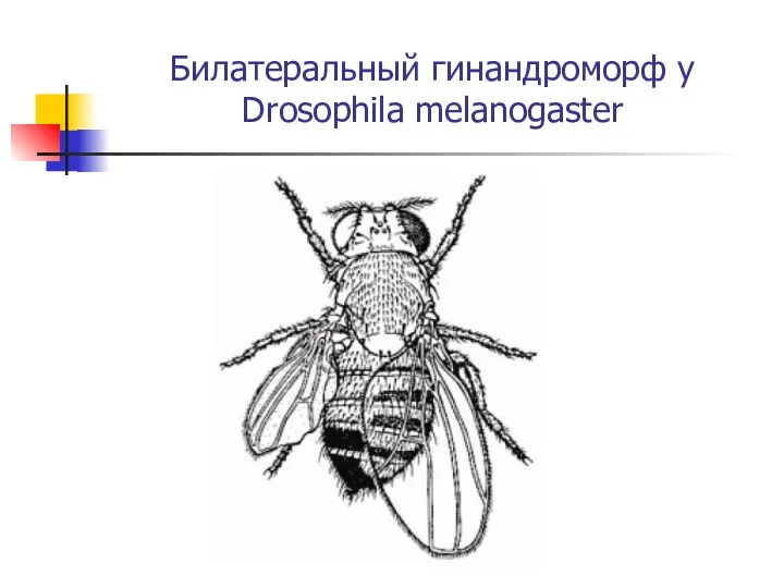 Билатеральный гинандроморф у Drosophila melanogaster