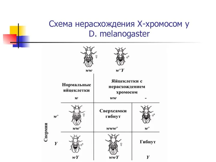 Схема нерасхождения Х-хромосом у D. melanogaster