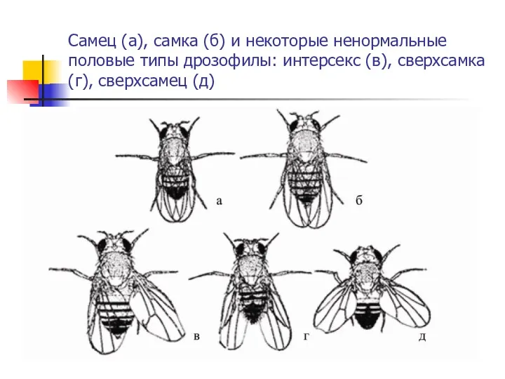 Самец (а), самка (б) и некоторые ненормальные половые типы дрозофилы: интерсекс (в), сверхсамка (г), сверхсамец (д)