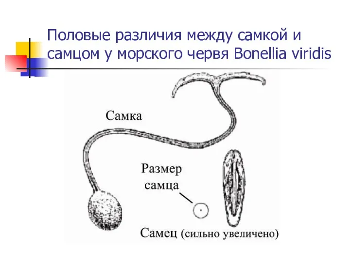 Половые различия между самкой и самцом у морского червя Bonellia viridis