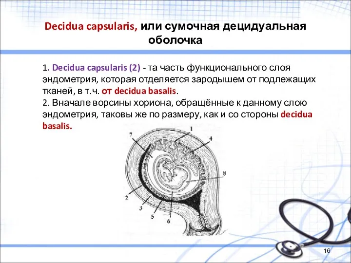 Decidua capsularis, или сумочная децидуальная оболочка 1. Decidua capsularis (2) - та часть